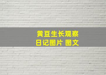 黄豆生长观察日记图片 图文